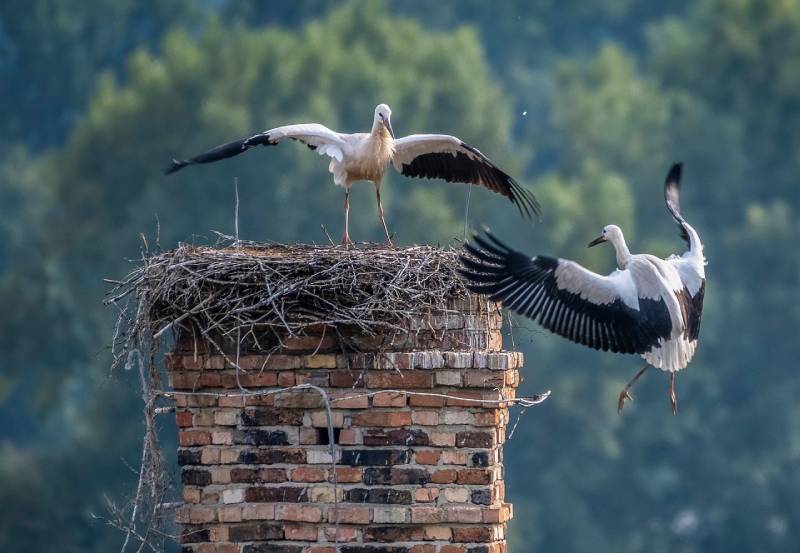 Professional Chimney Animal Removal Services in Akron, Ohio